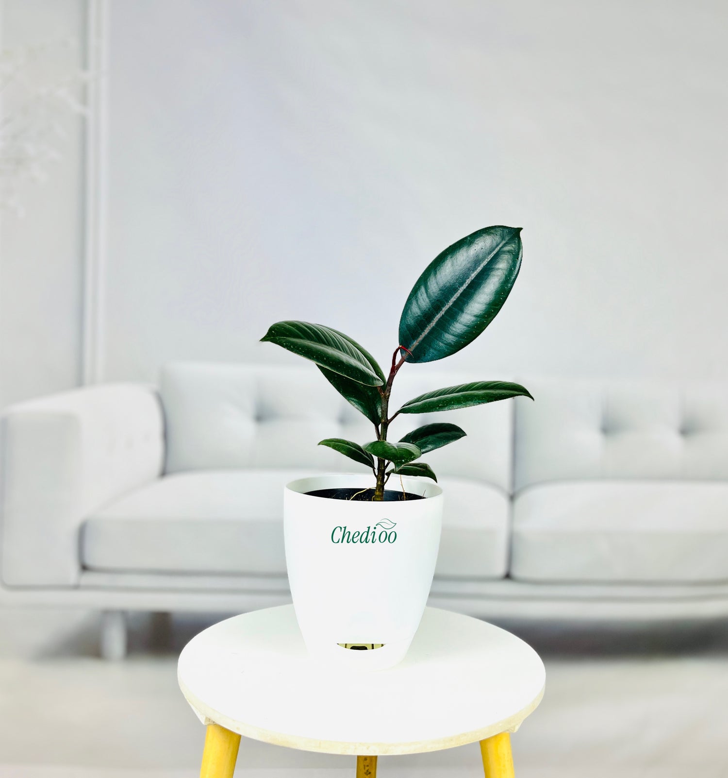 Rubber Plant
