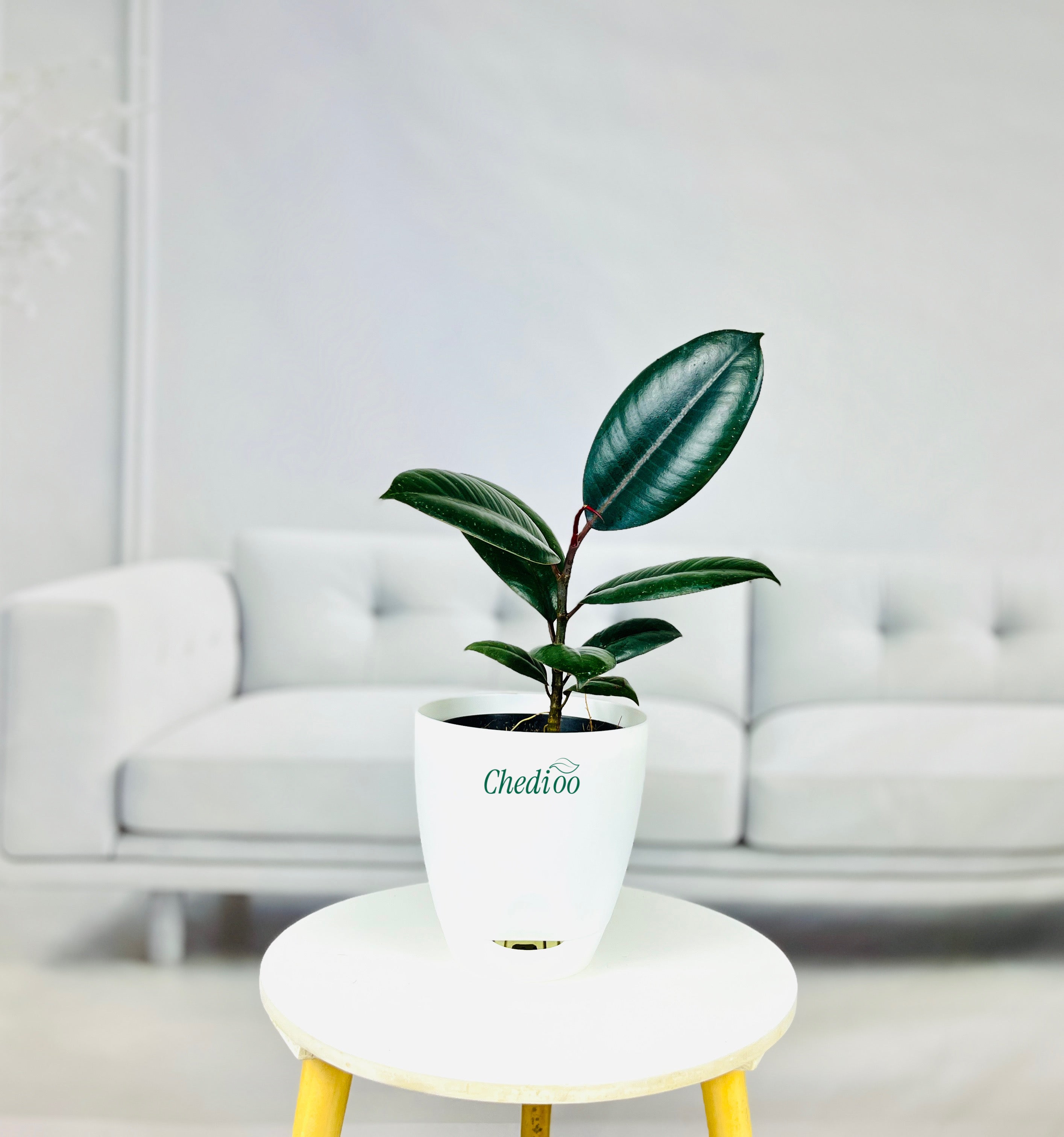 Rubber Plant