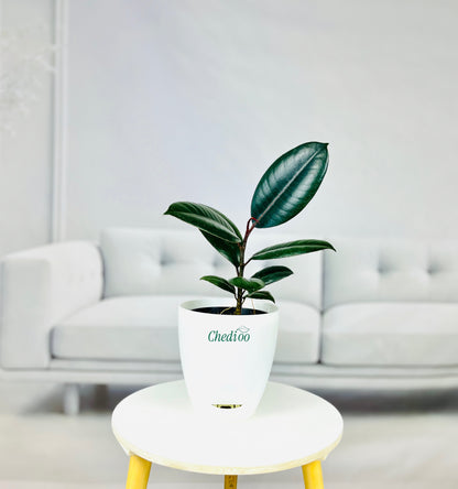 Rubber Plant
