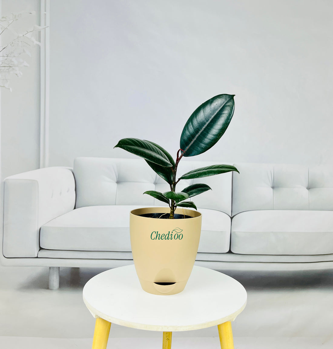 Rubber Plant