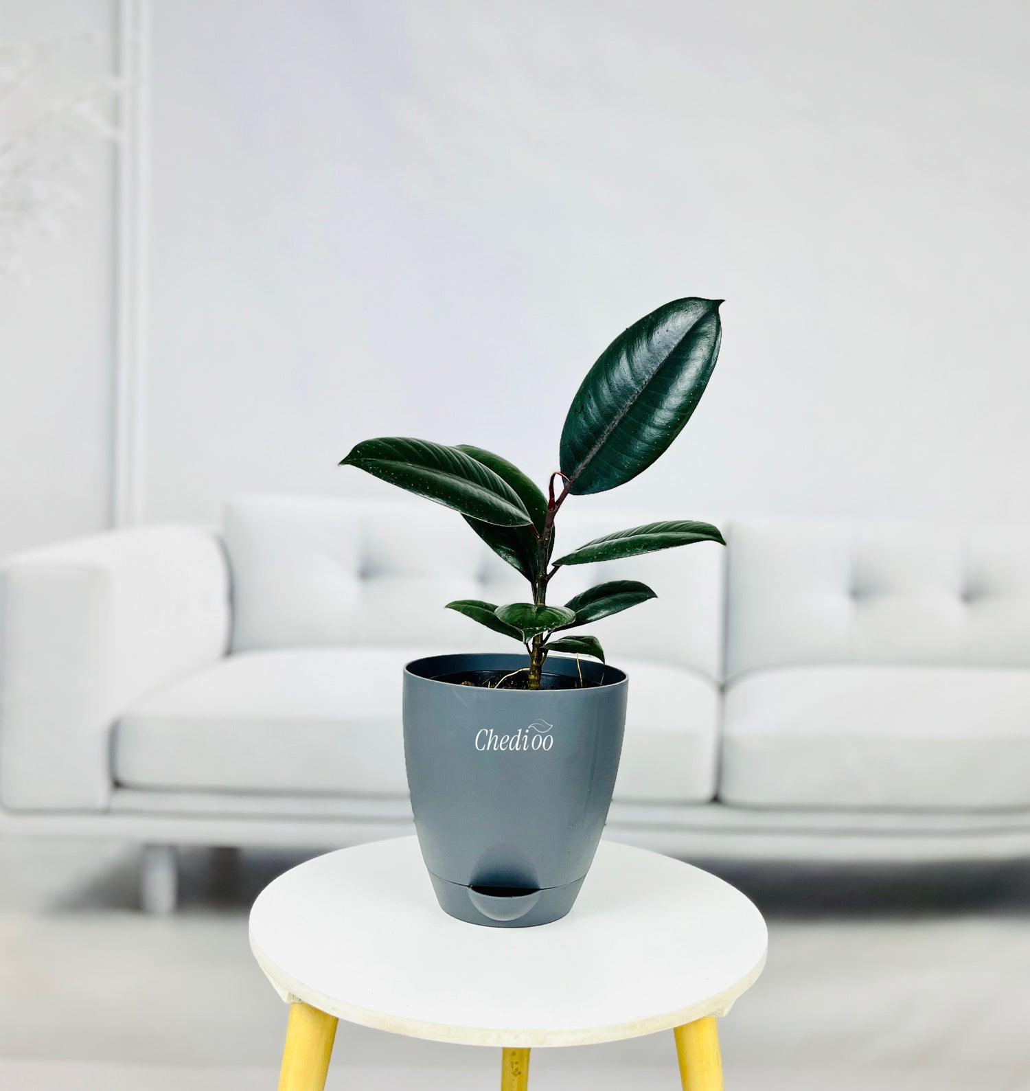 Rubber Plant
