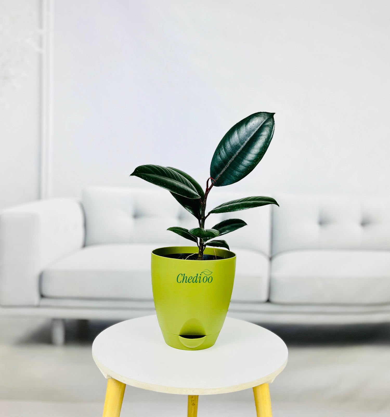 Rubber Plant
