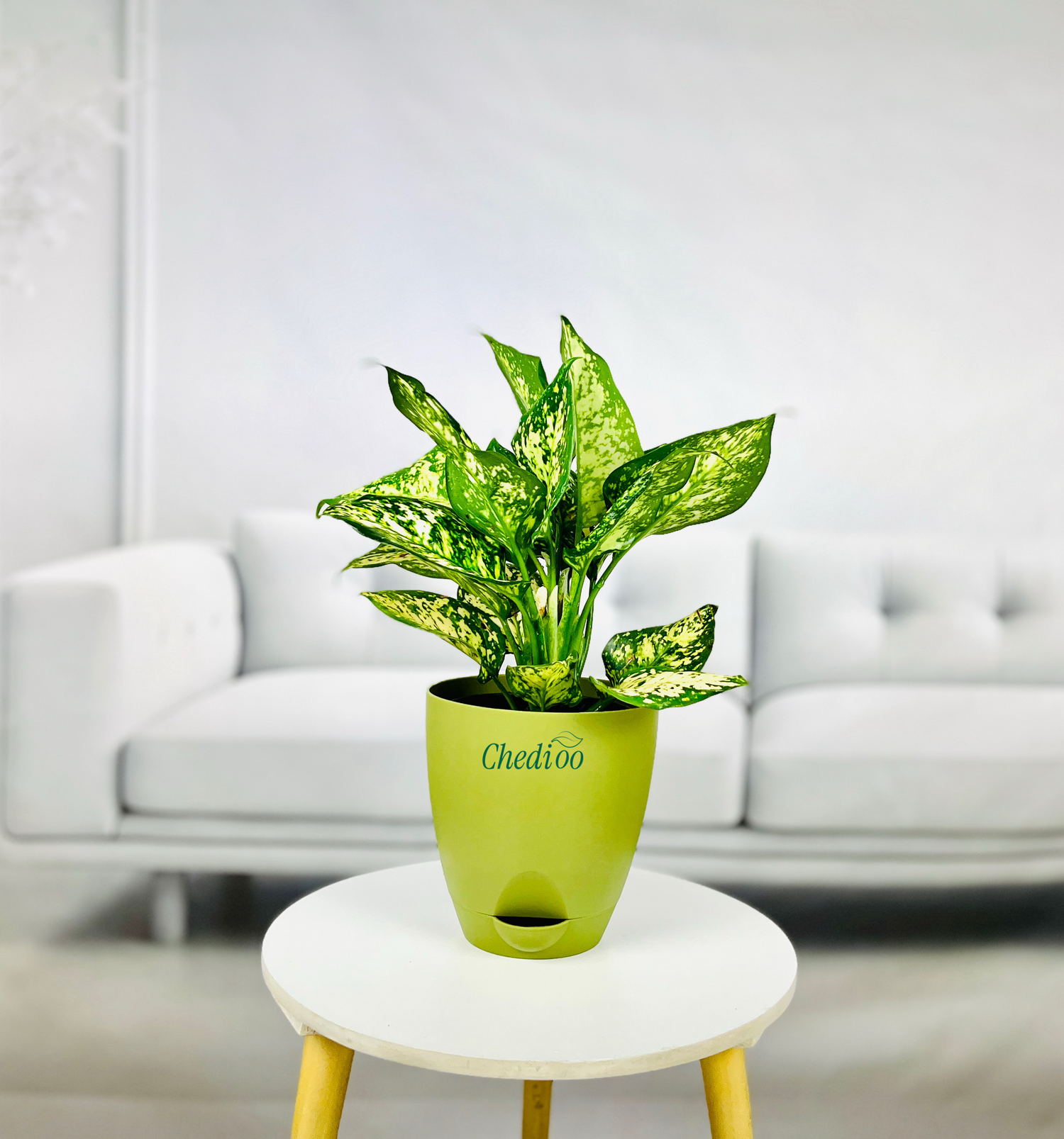 Aglaonema Spring Snow