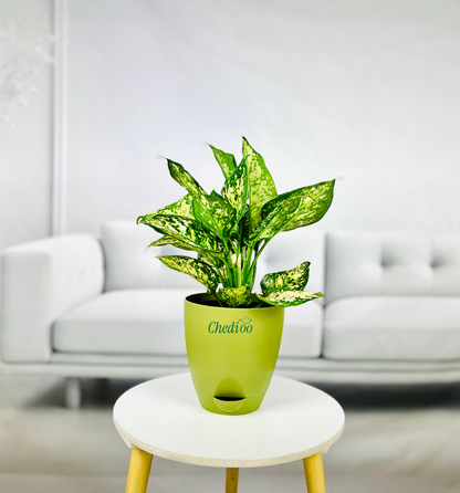 Aglaonema Spring Snow