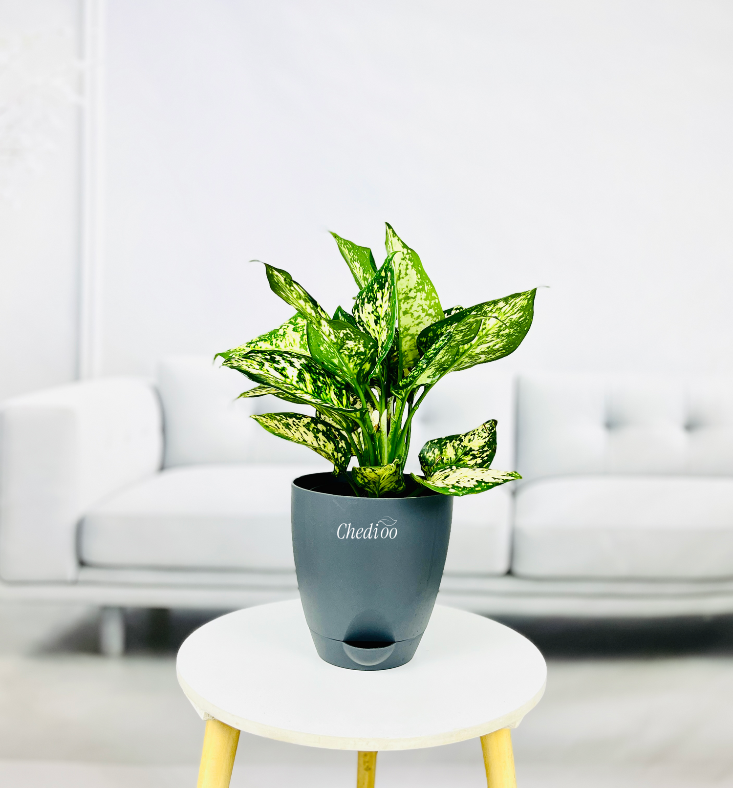 Aglaonema Spring Snow