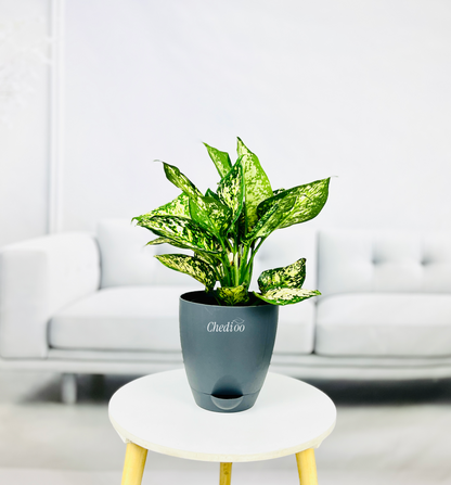Aglaonema Spring Snow