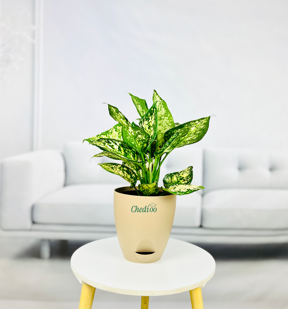 Aglaonema Spring Snow