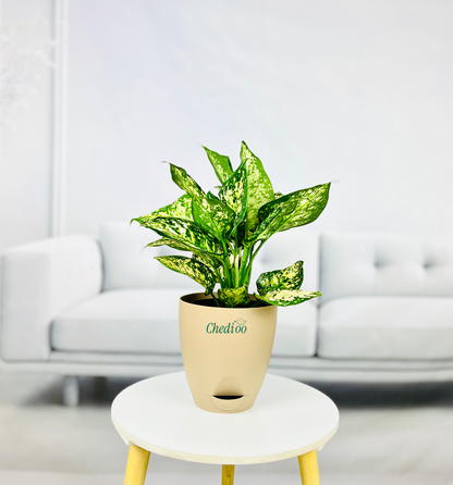Aglaonema Spring Snow
