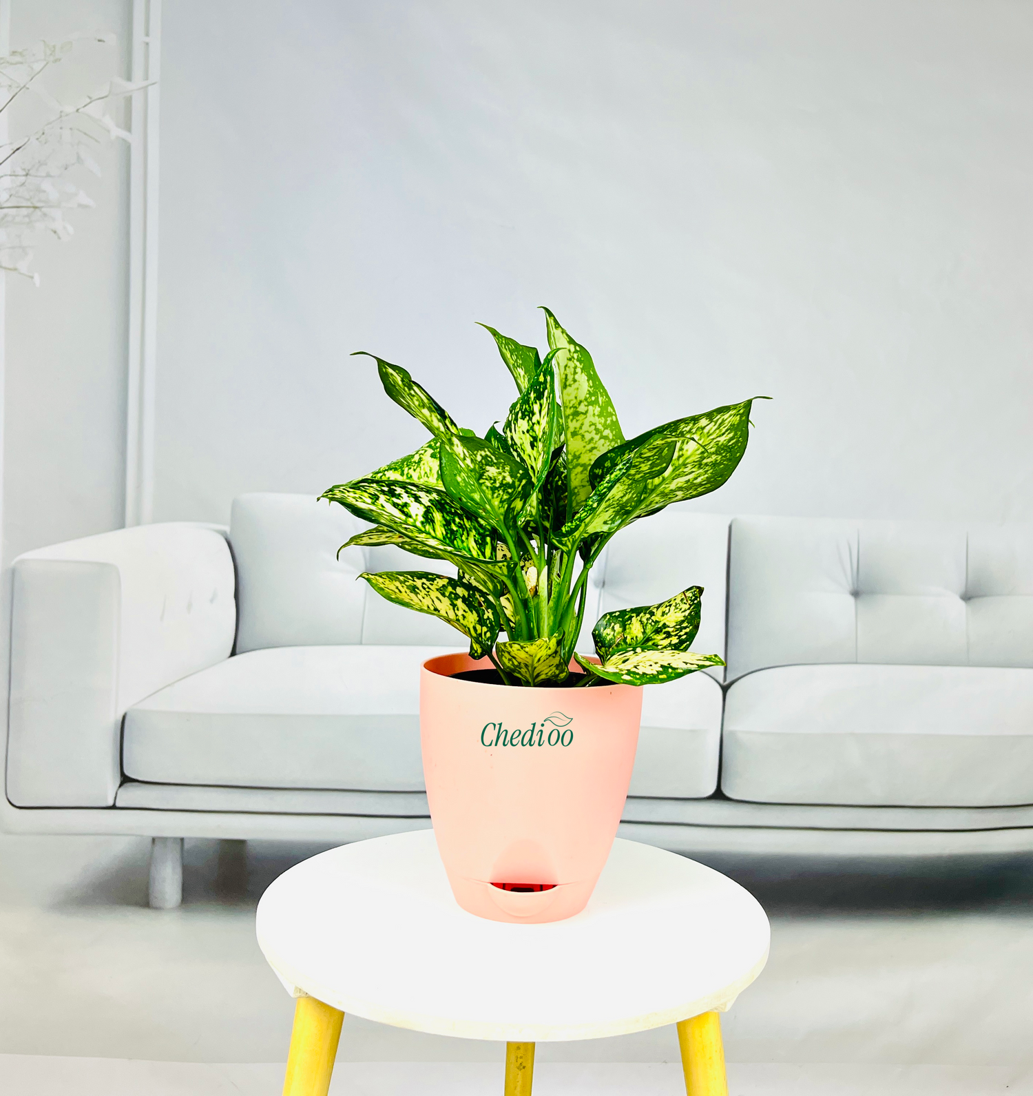 Aglaonema Spring Snow