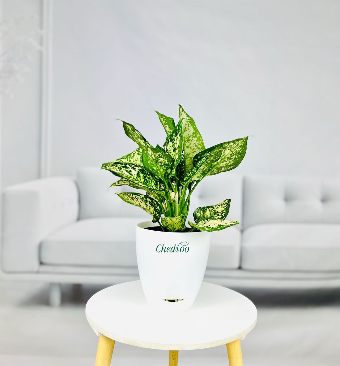 Aglaonema Spring Snow