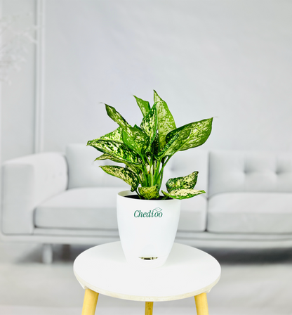 Aglaonema Spring Snow
