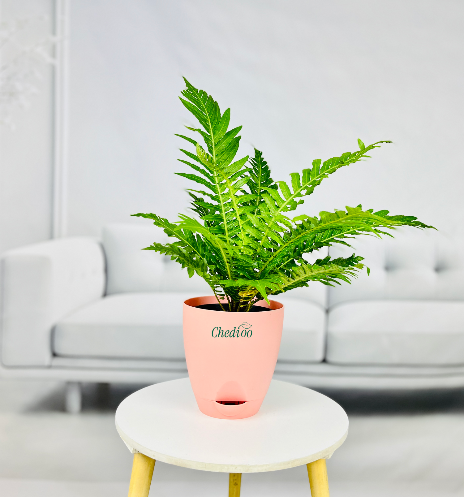 Tree Fern