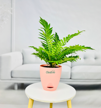 Tree Fern