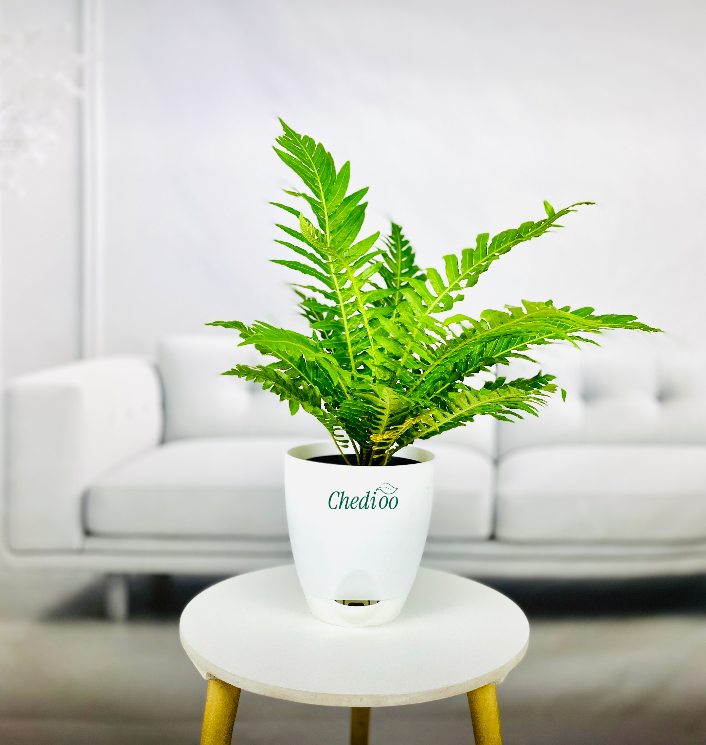 Tree Fern