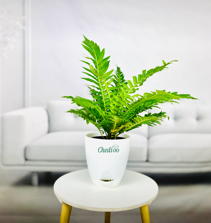 Tree Fern