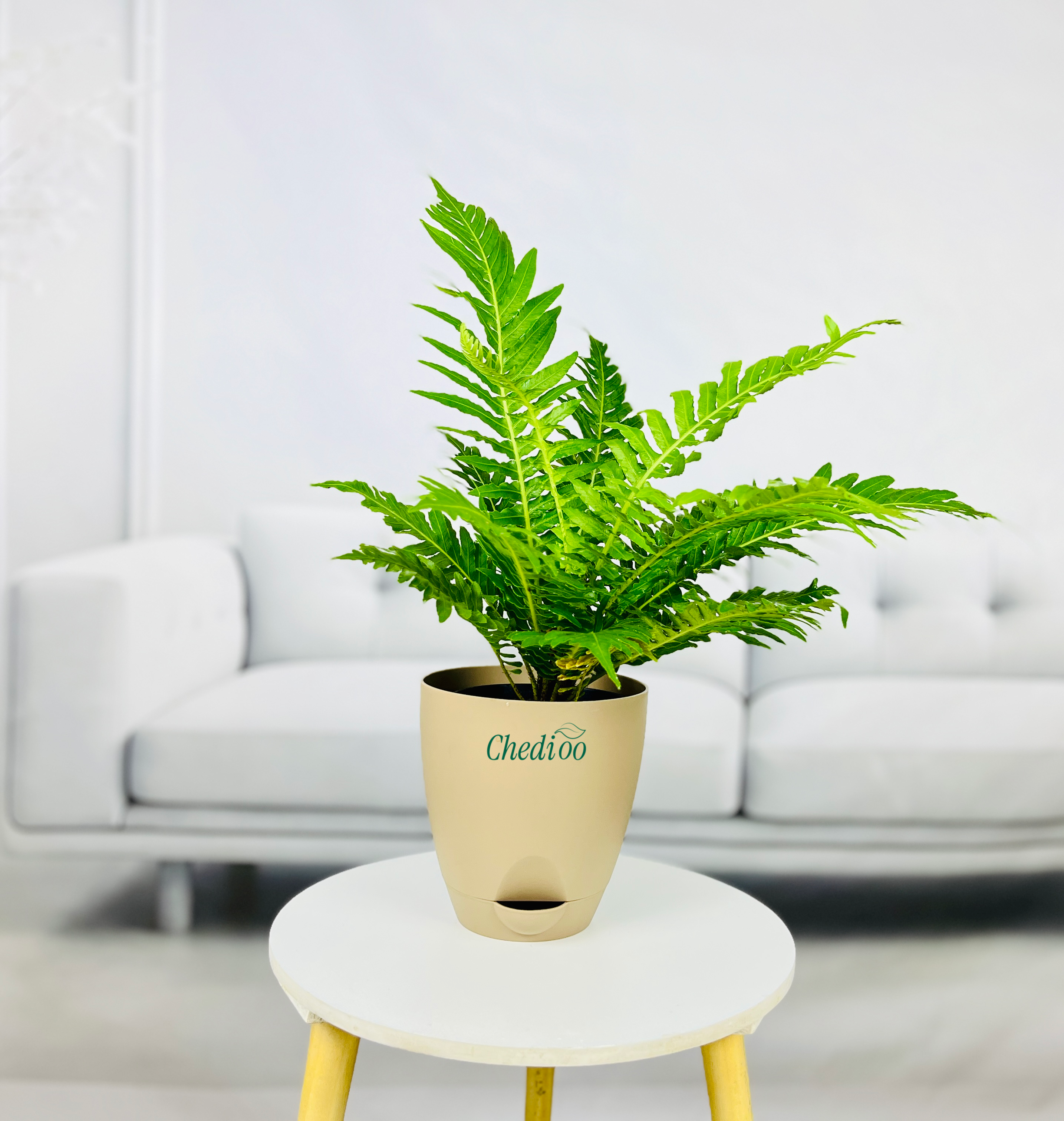 Tree Fern
