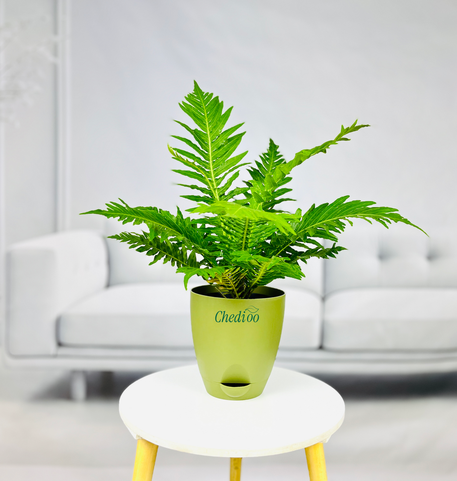 Tree Fern