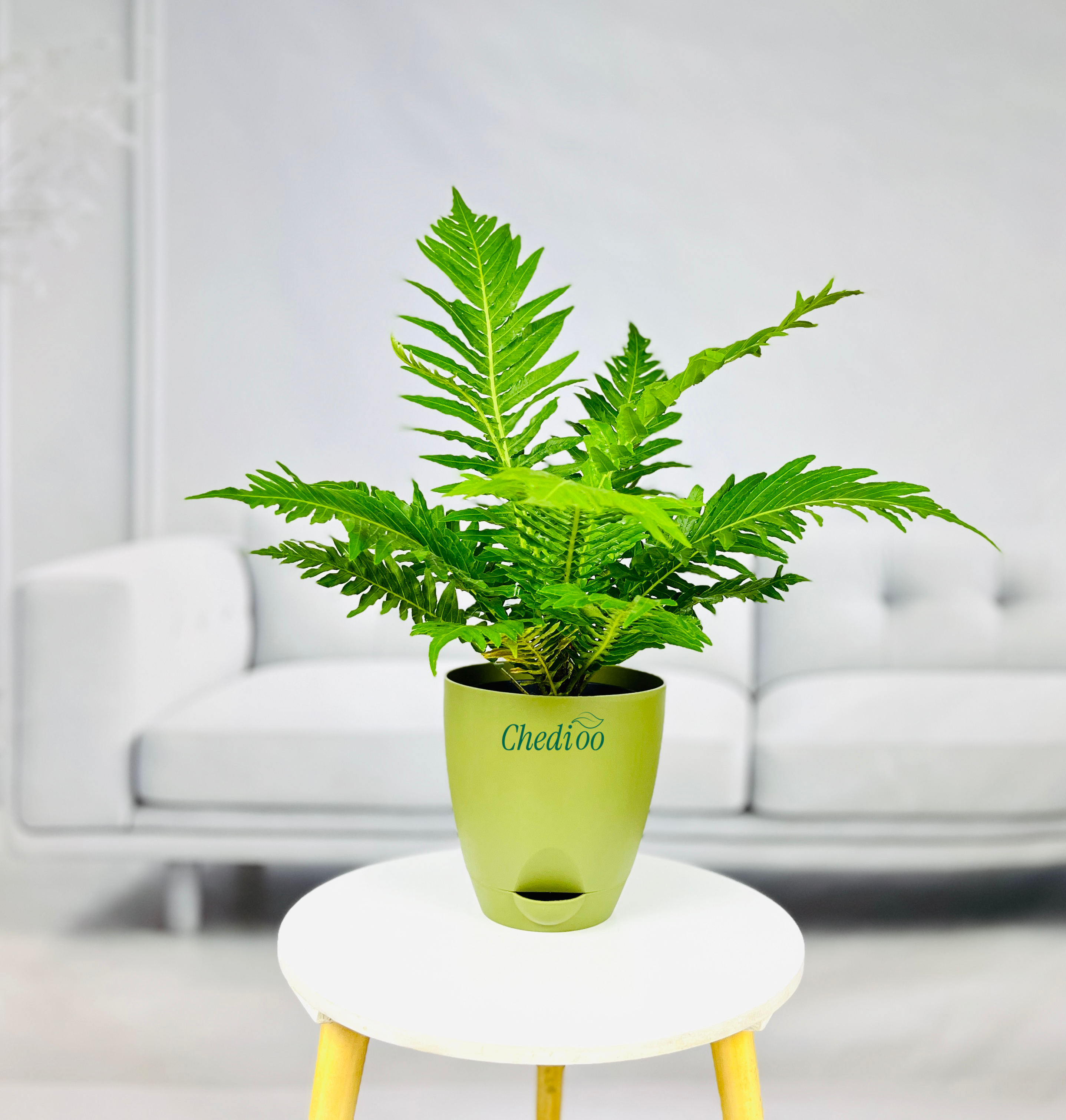 Tree Fern