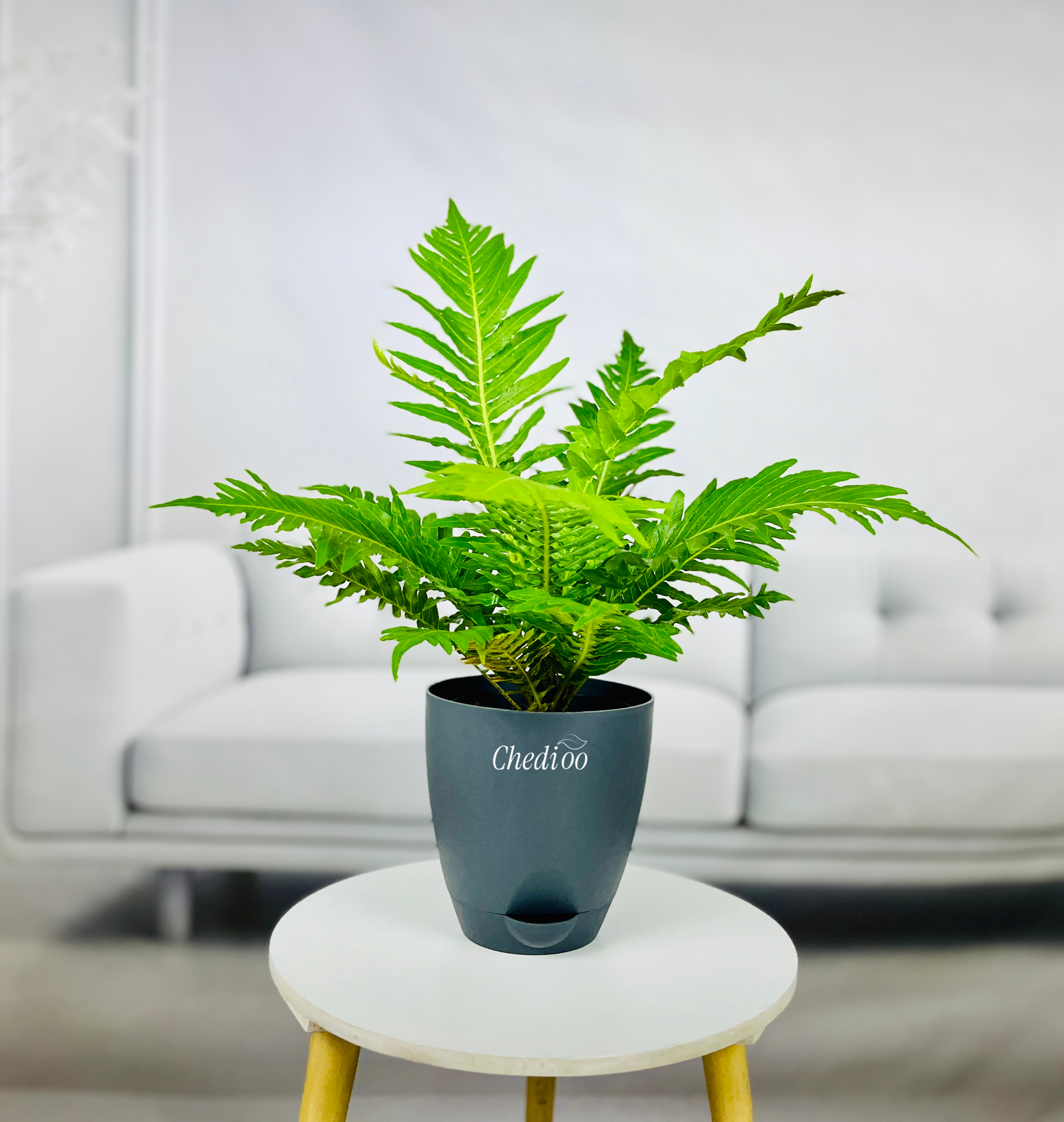 Tree Fern
