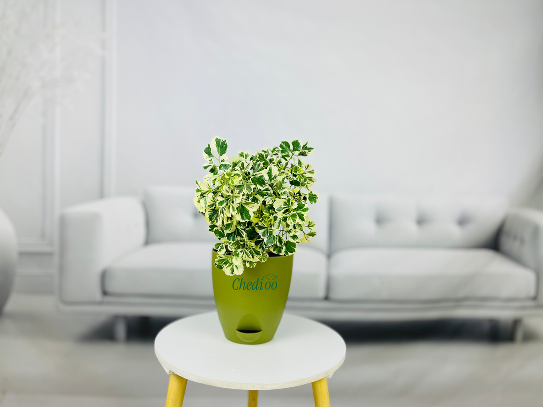 Aralia Variegated Mini Plant