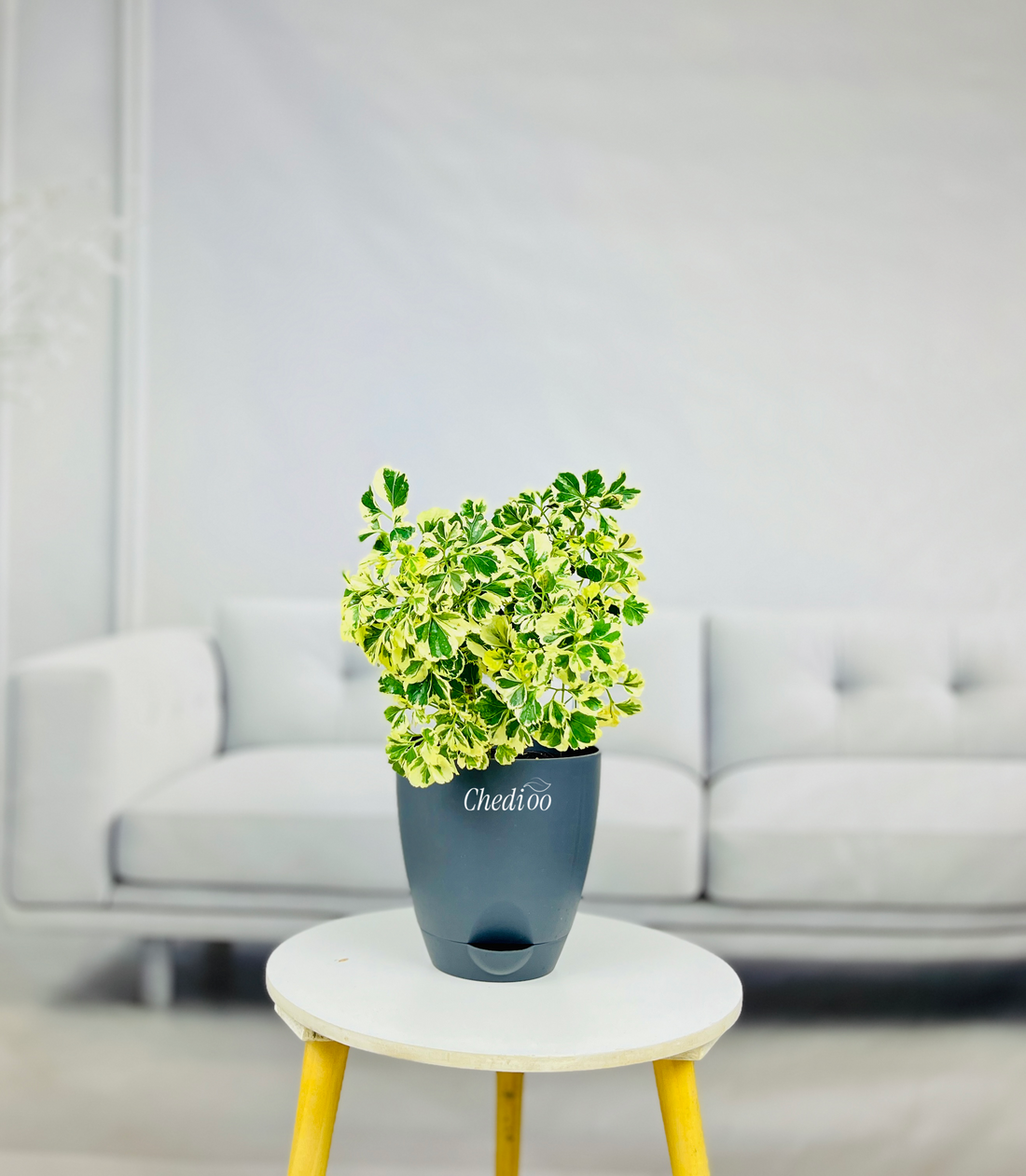 Aralia Variegated Mini Plant