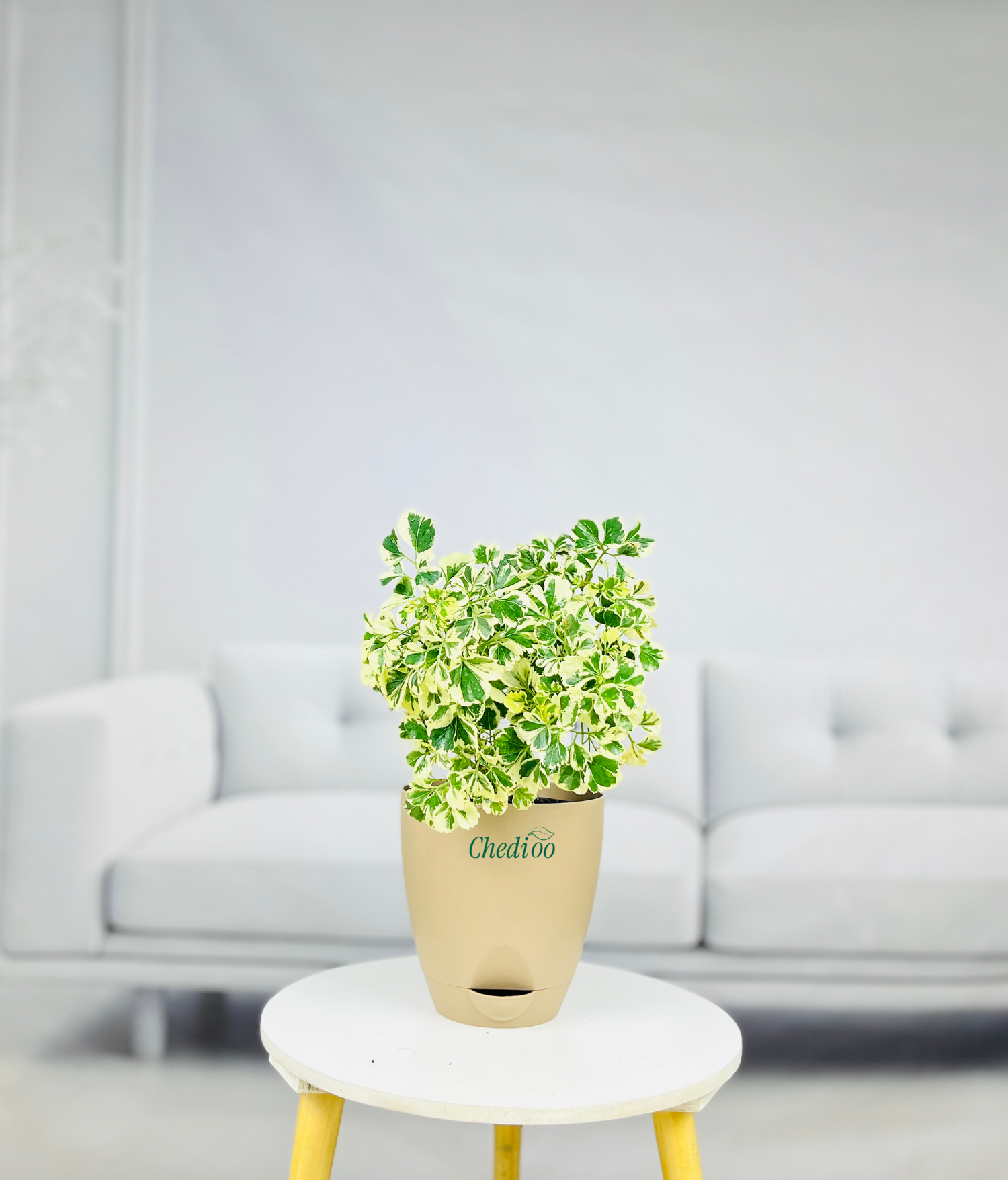 Aralia Variegated Mini Plant