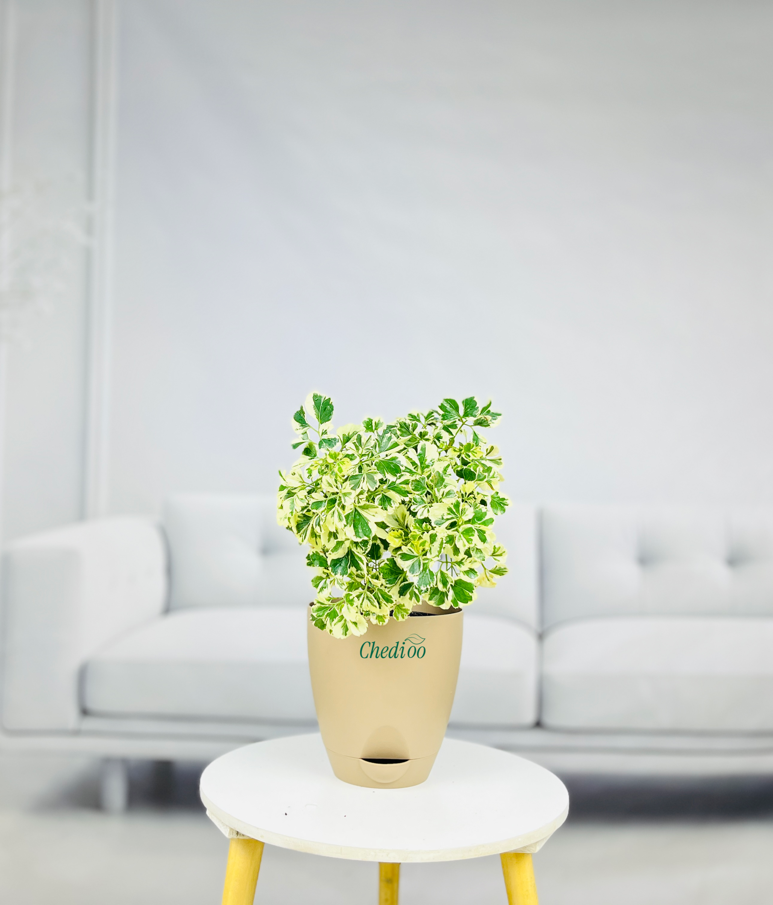 Aralia Variegated Mini Plant