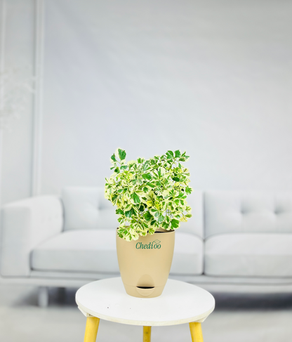 Aralia Variegated Mini Plant