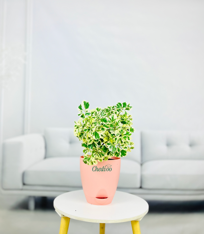 Aralia Variegated Mini Plant