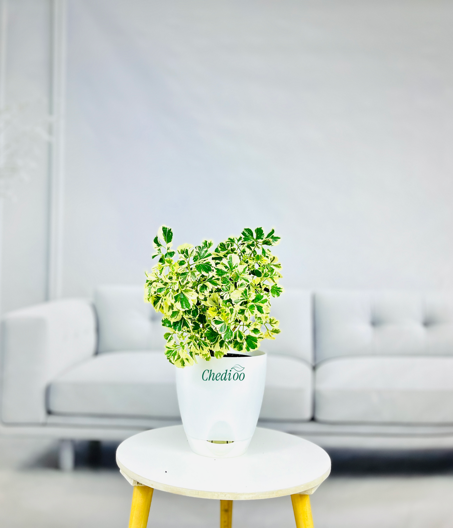 Aralia Variegated Mini Plant