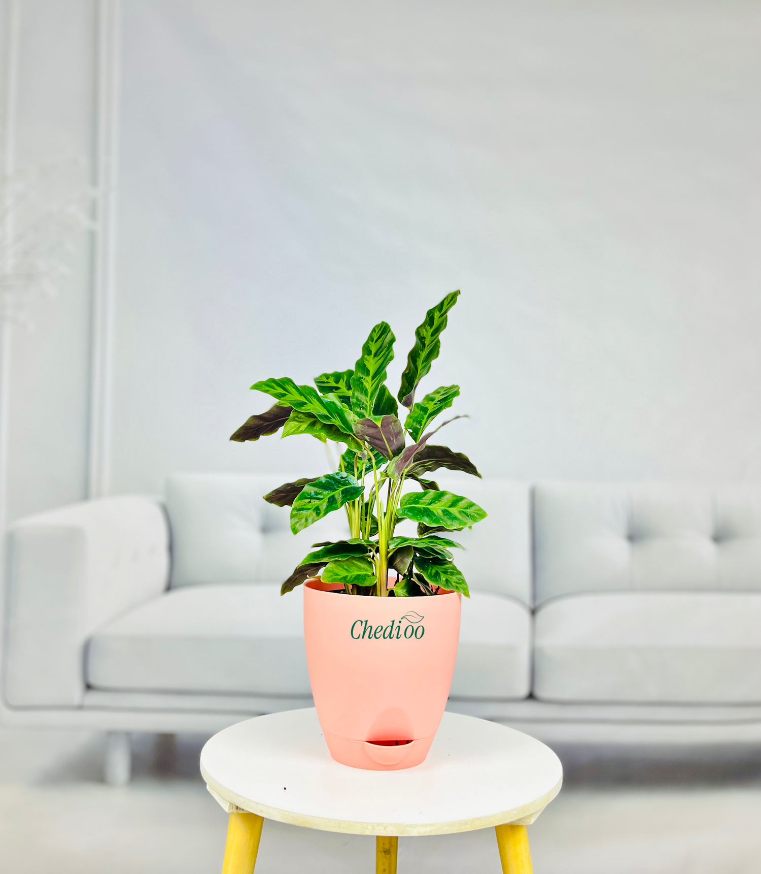 Calathea