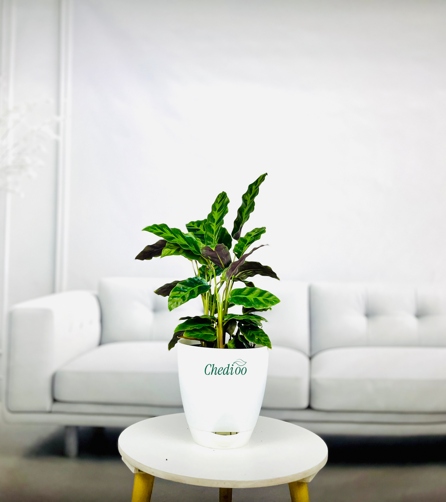Calathea