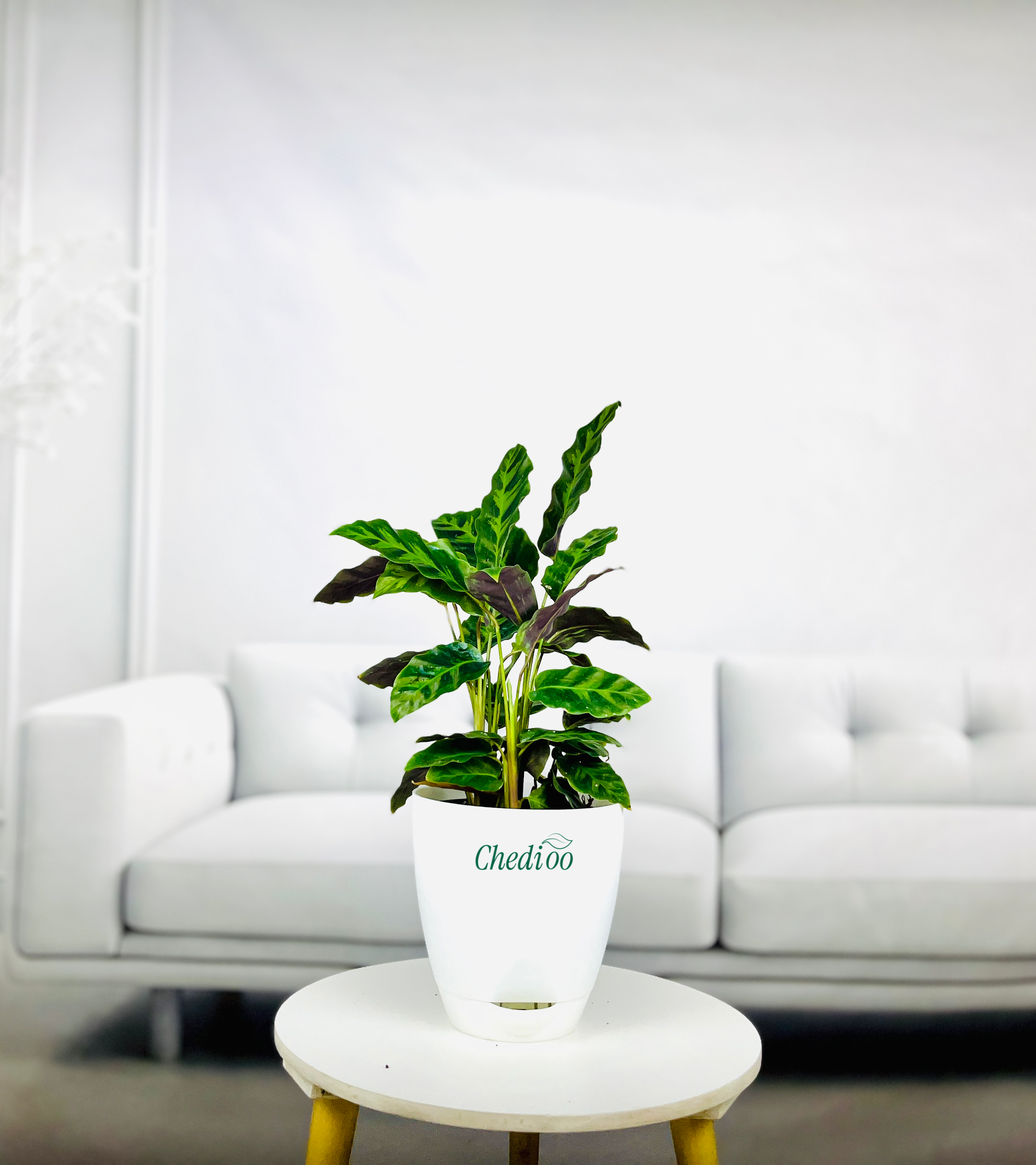 Calathea