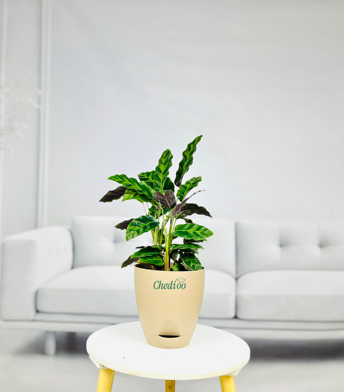 Calathea