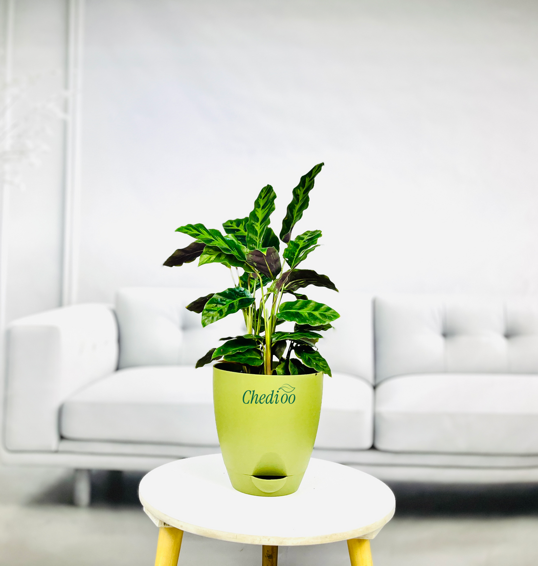 Calathea