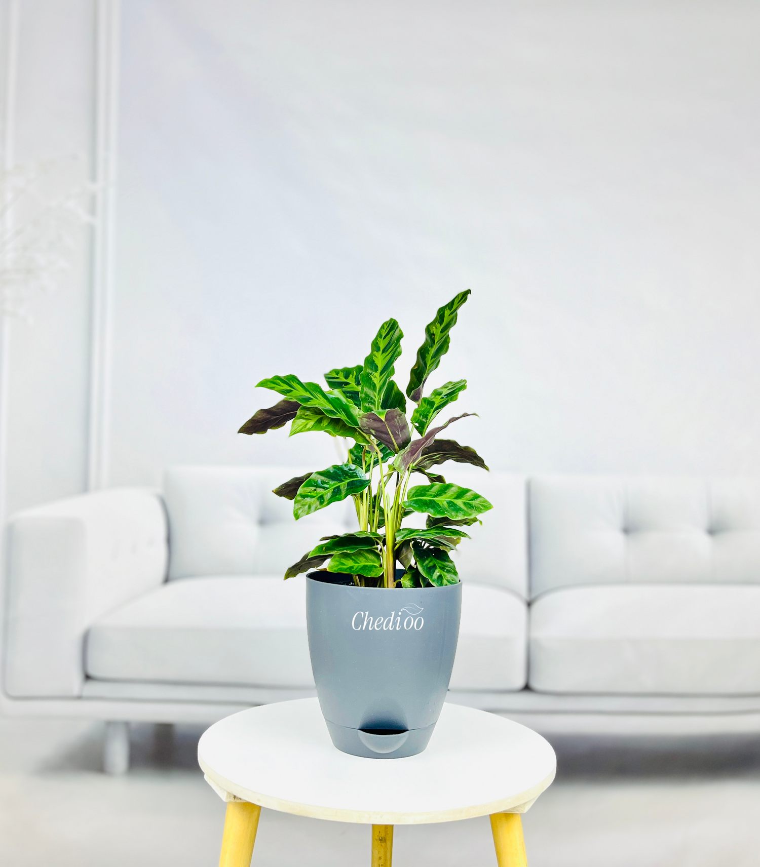 Calathea