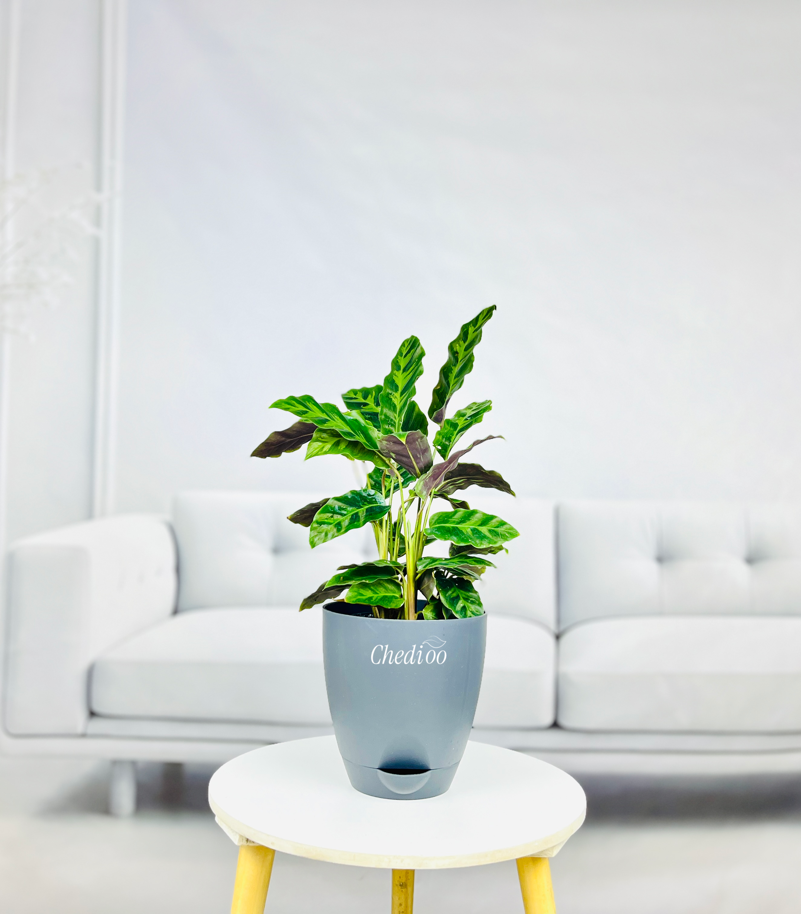 Calathea