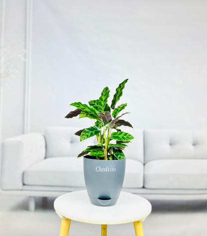 Calathea