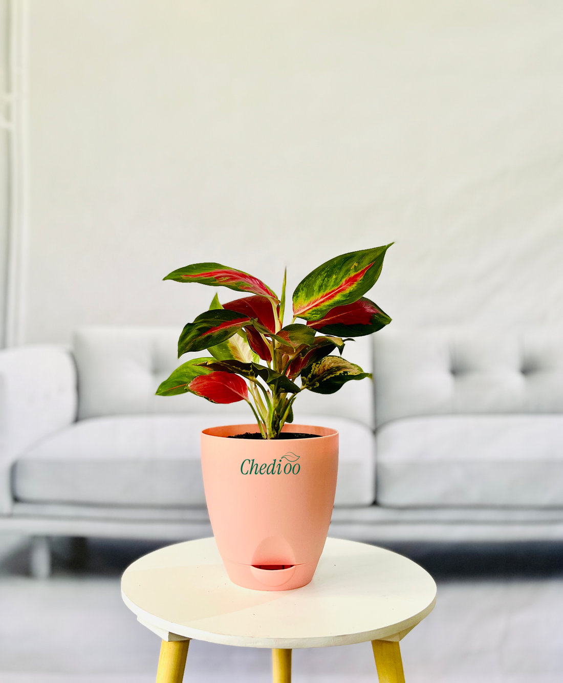 Aglaonema Kochin Cameleon