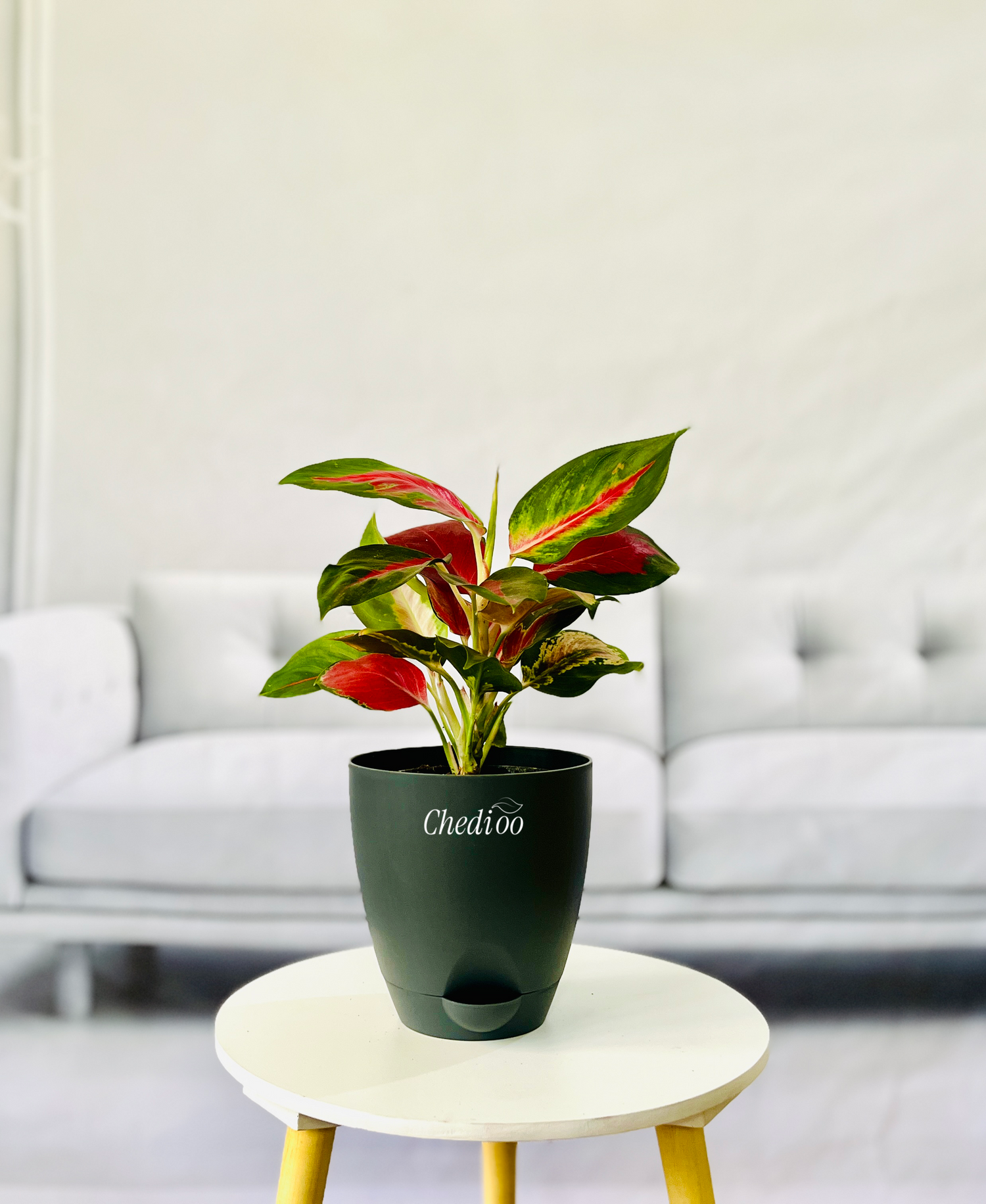 Aglaonema Kochin Cameleon