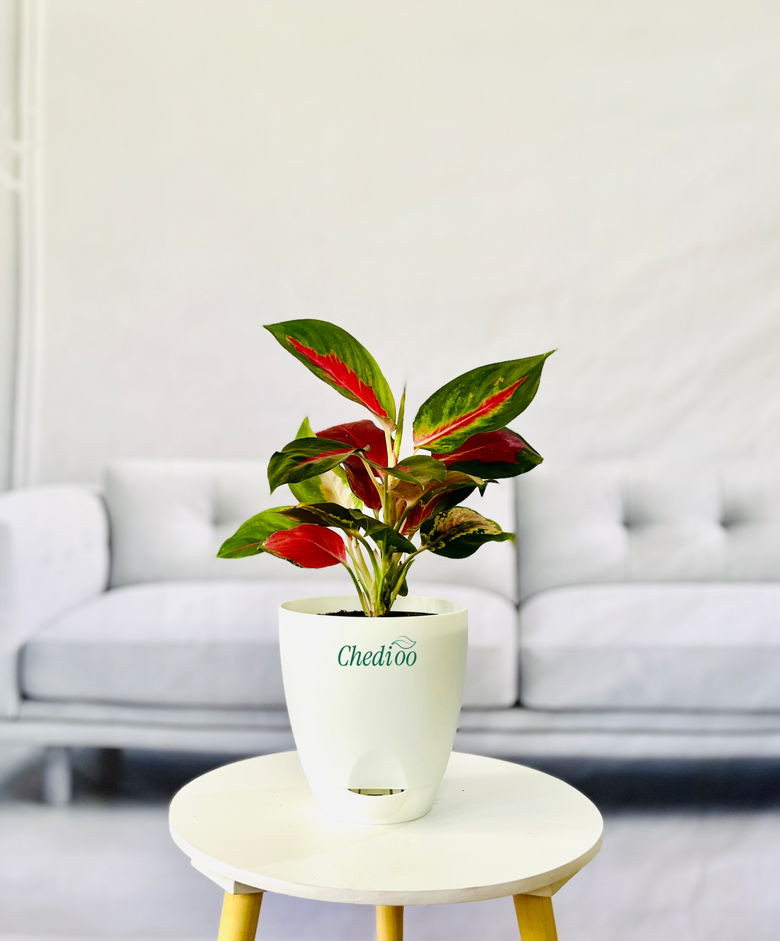Aglaonema Kochin Cameleon