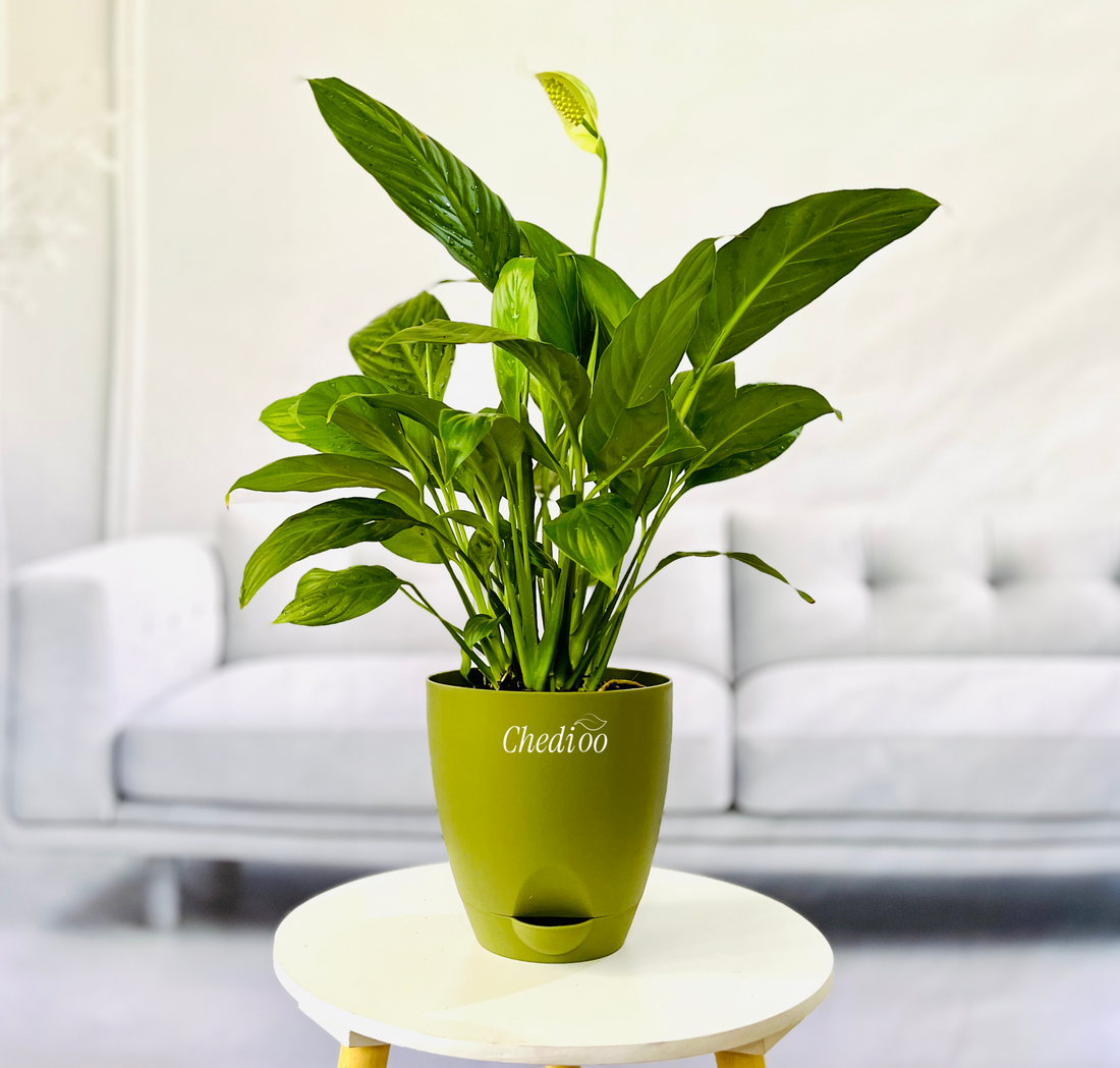 Peace Lily