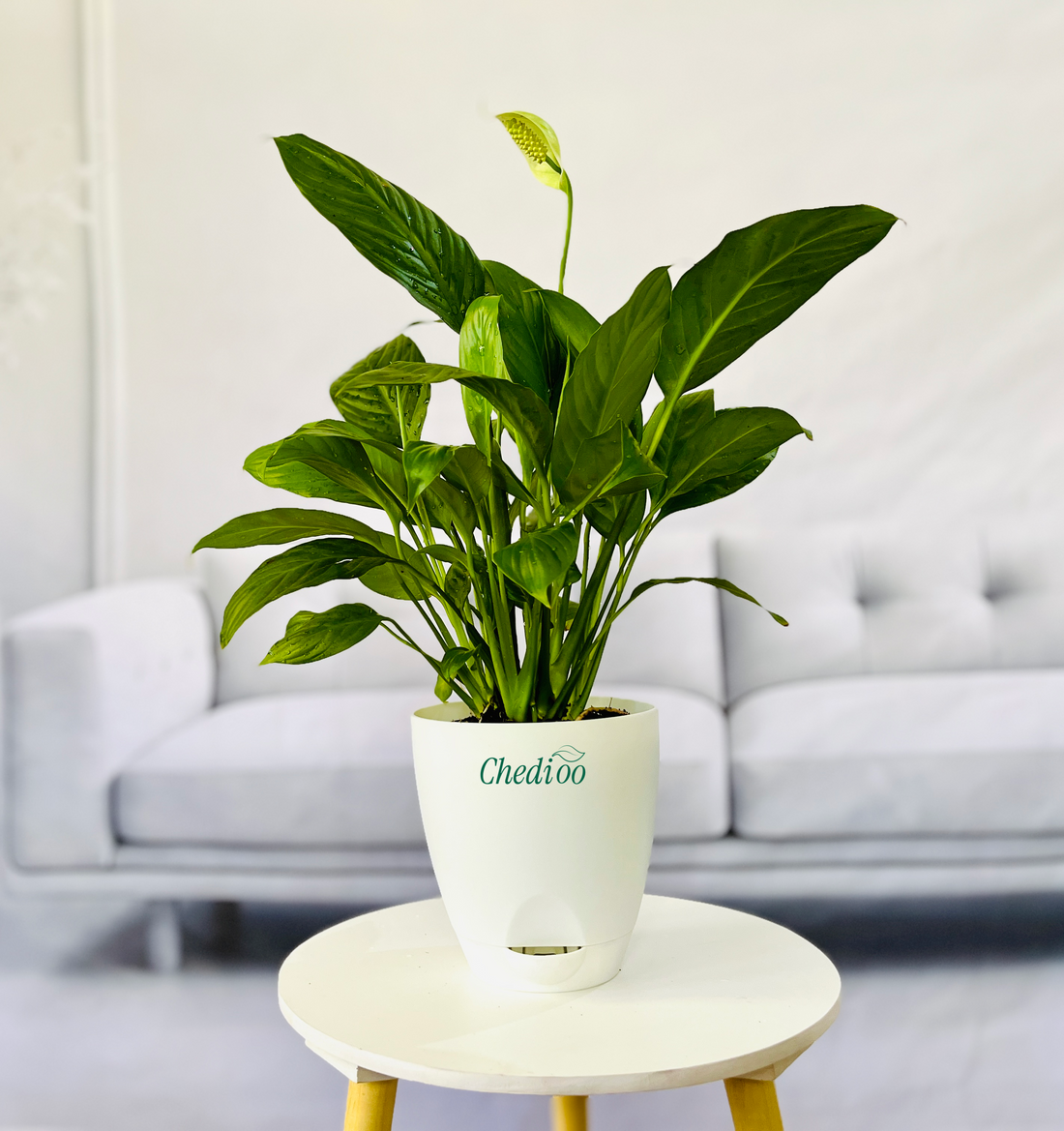 Peace Lily