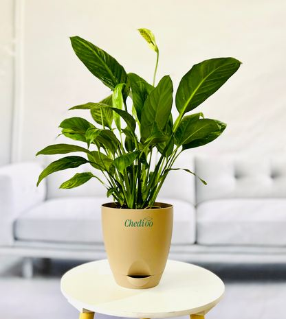 Peace Lily