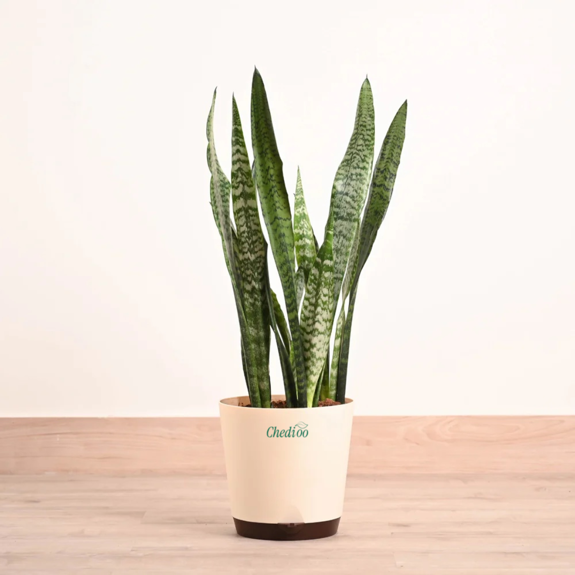 Snake (Sansevieria) Plant XL