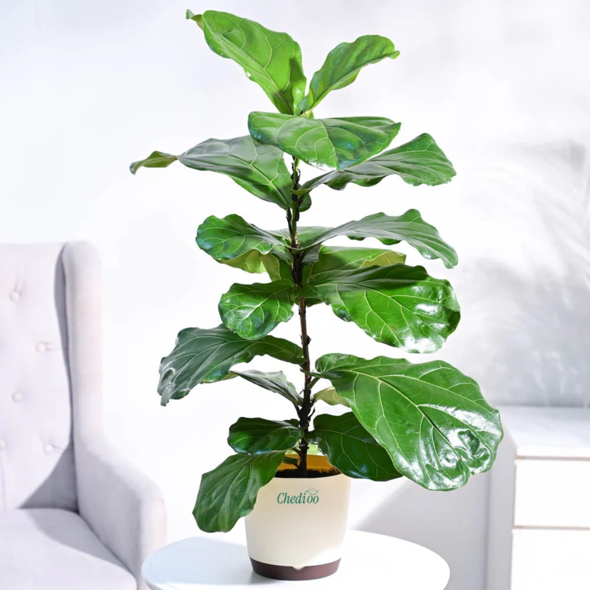 Ficus Lyrata Bambino -XL