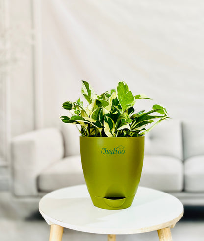 Money Plant Njoy