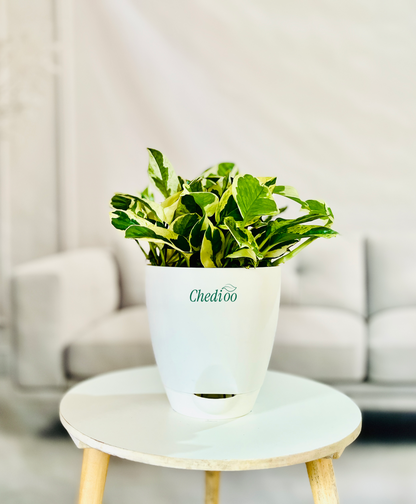 Money Plant Njoy