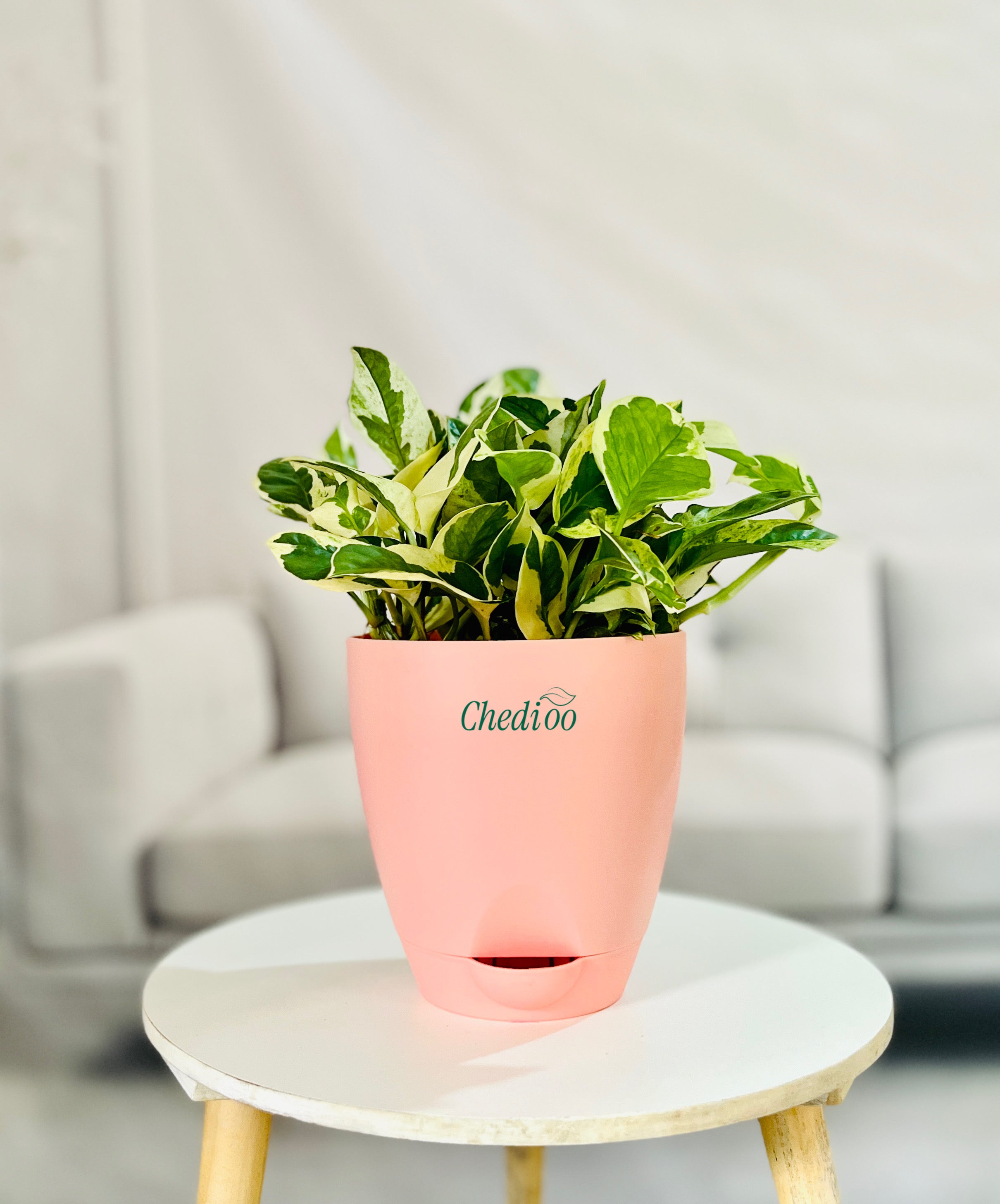 Money Plant Njoy
