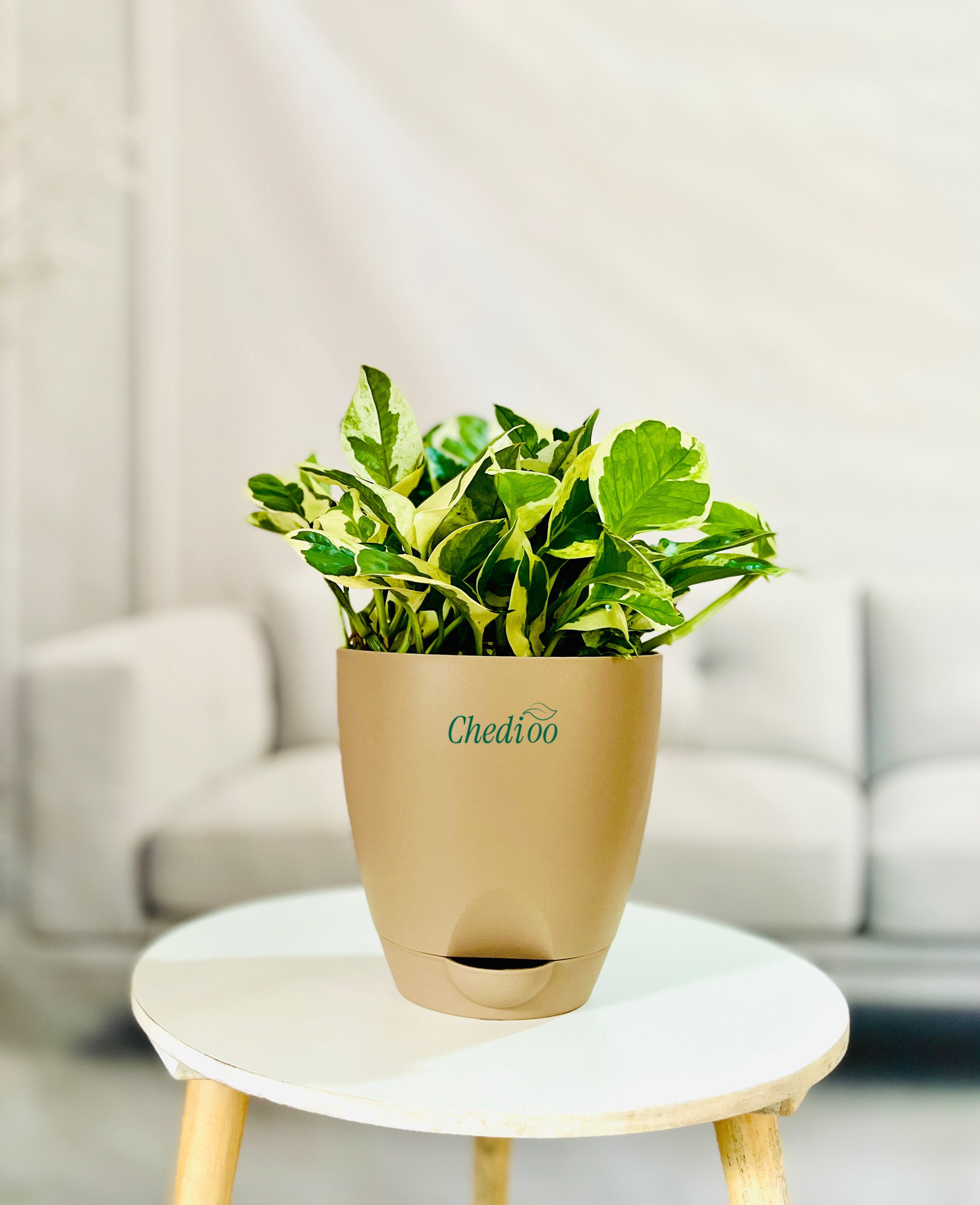 Money Plant Njoy